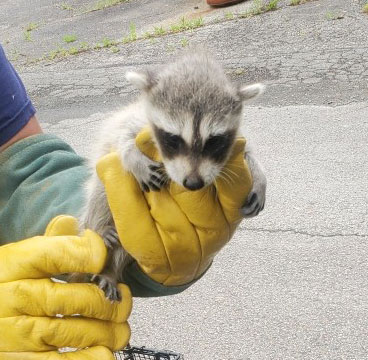 raccoon kits