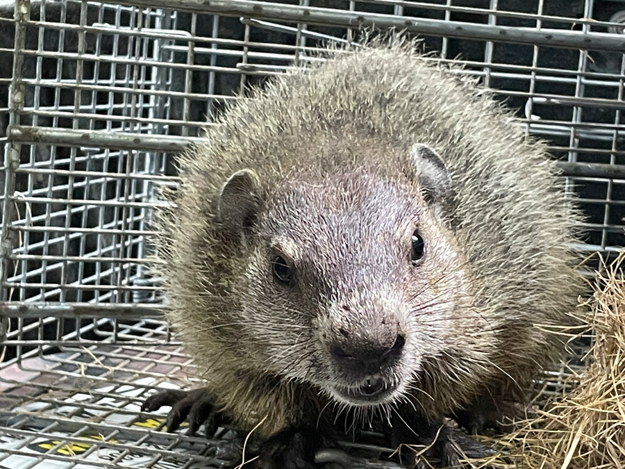 juvenile groundhogs