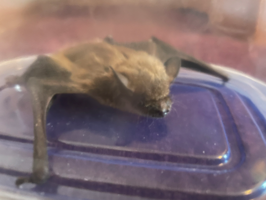 little brown bat