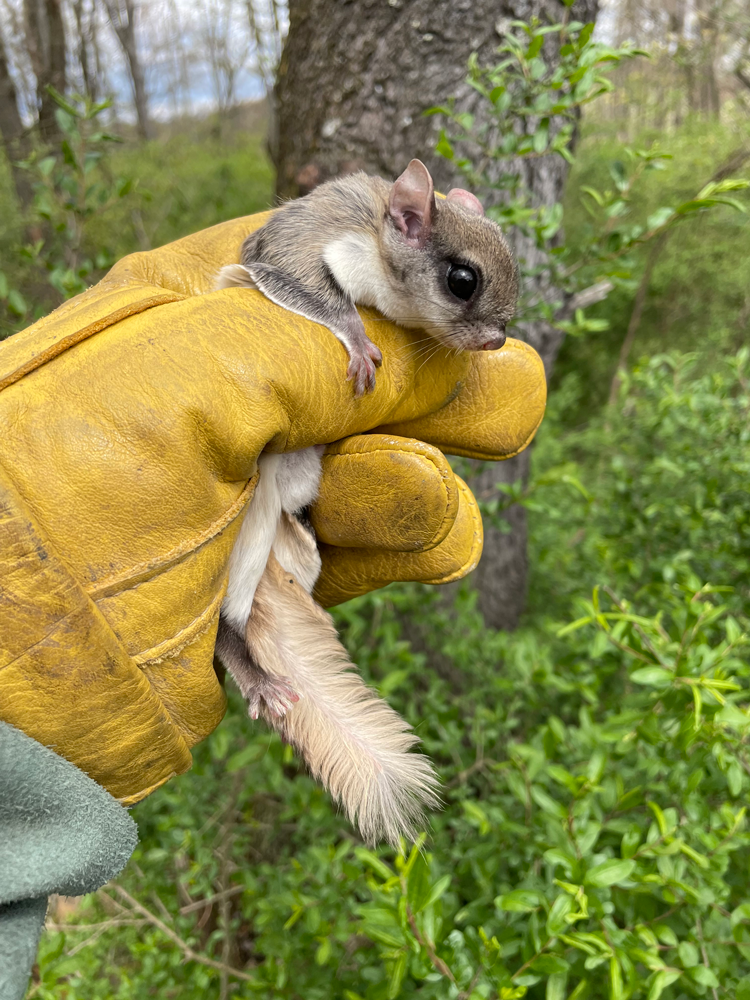 flying squirrels