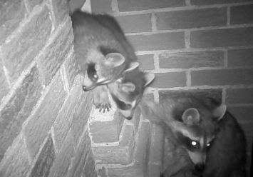 Attic Mamma Raccoon and Her Kits