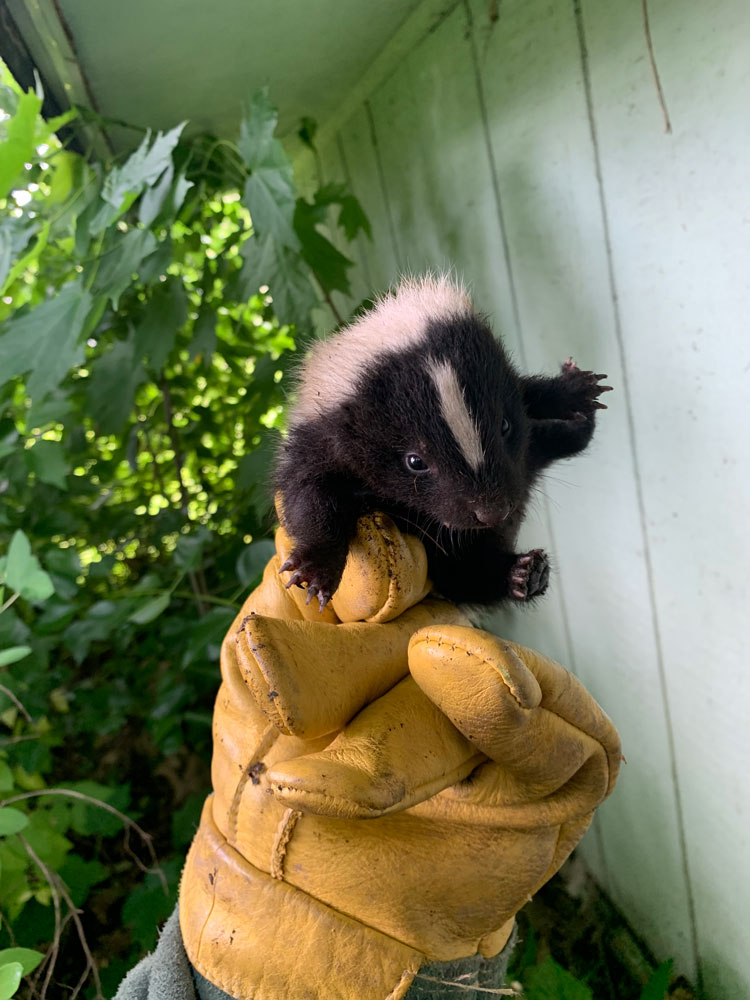 Baby Skunk