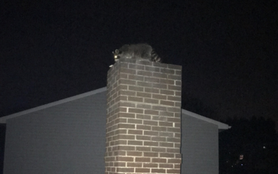More Raccoon Activity