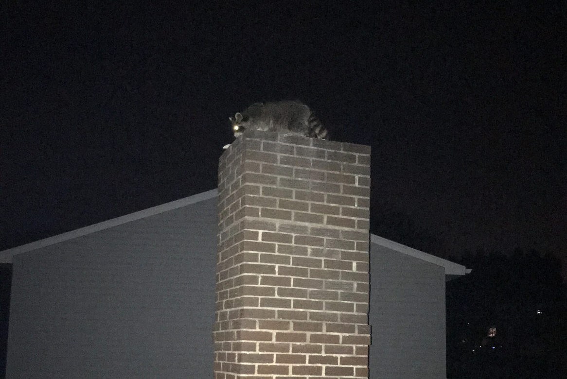 mamma raccoon having kits in chimney