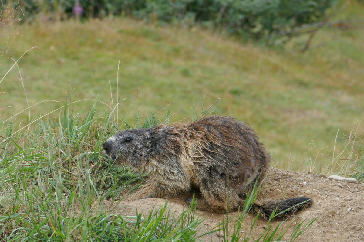 ground hog